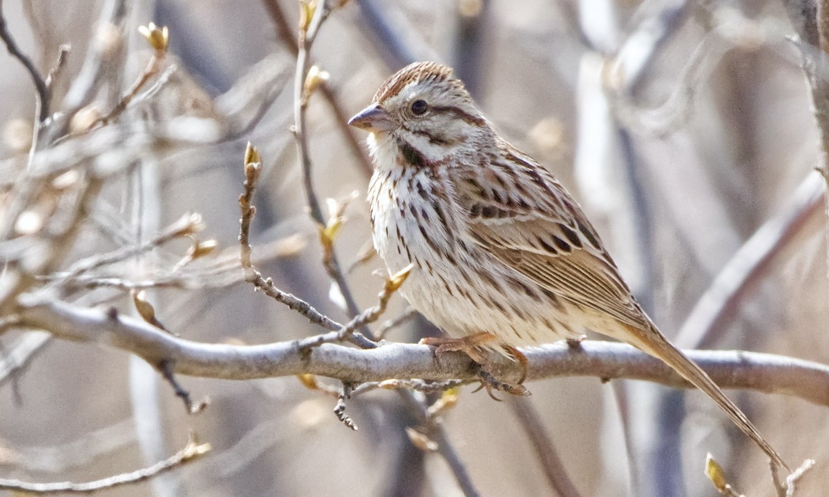 Song Sparrow - Joel Weatherly