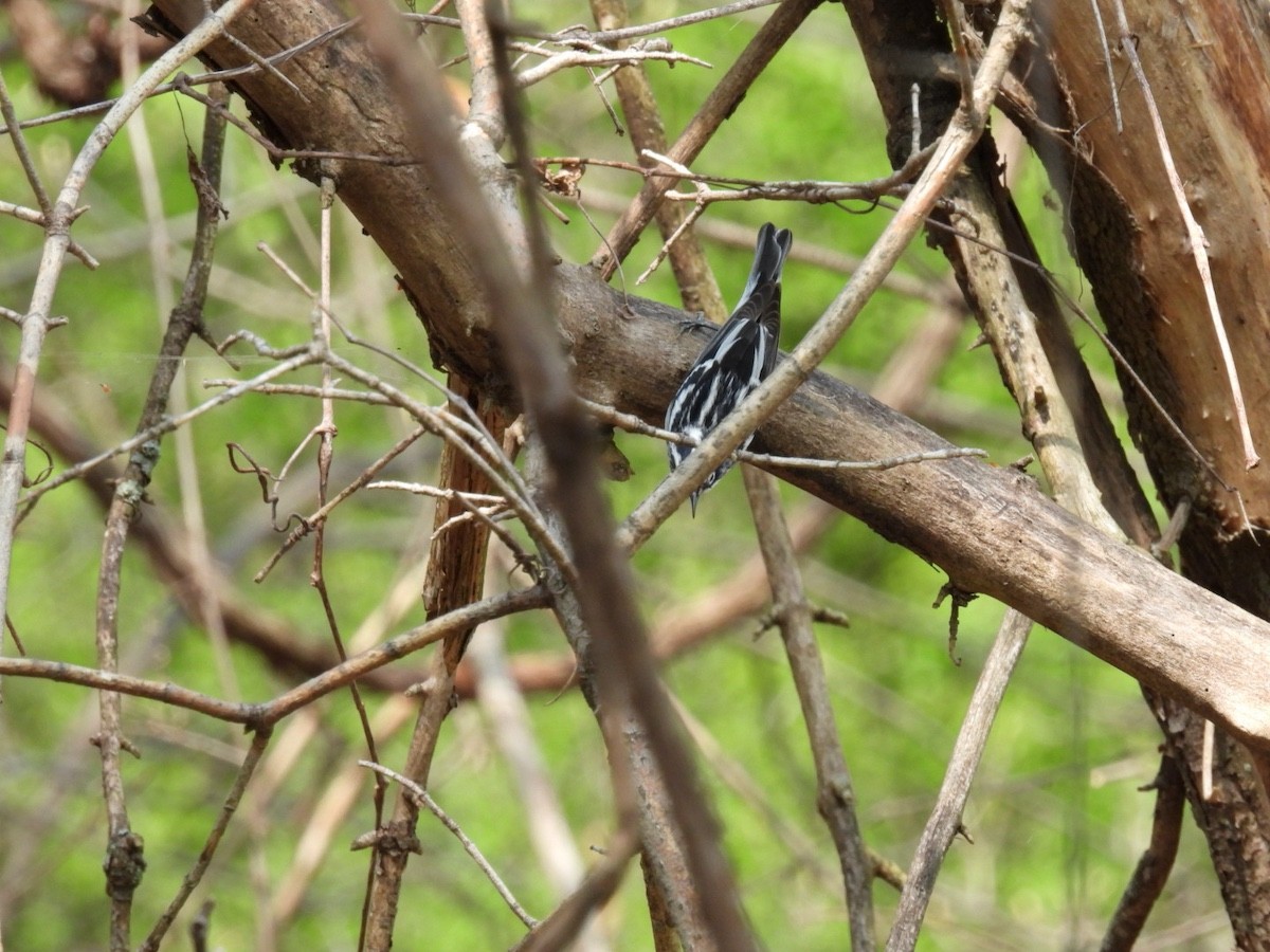 Black-and-white Warbler - ML618058842