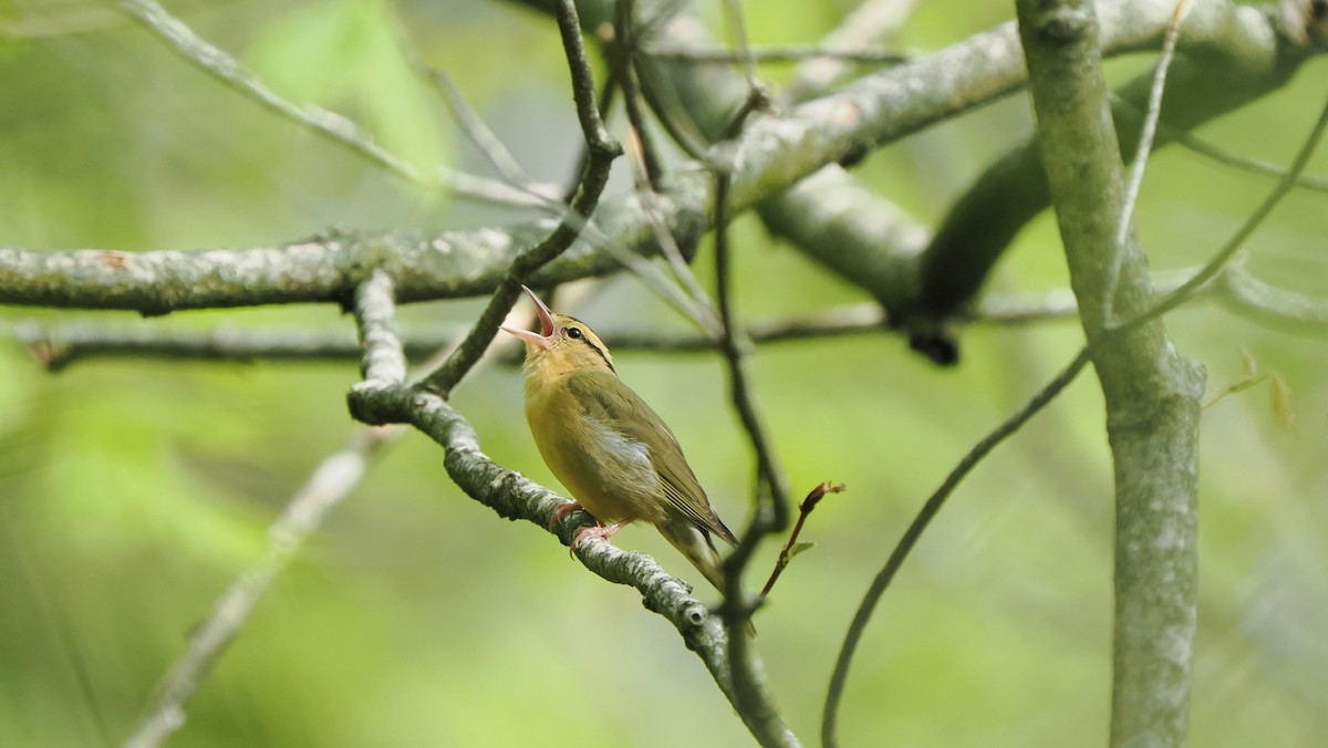 Worm-eating Warbler - Mike Grant