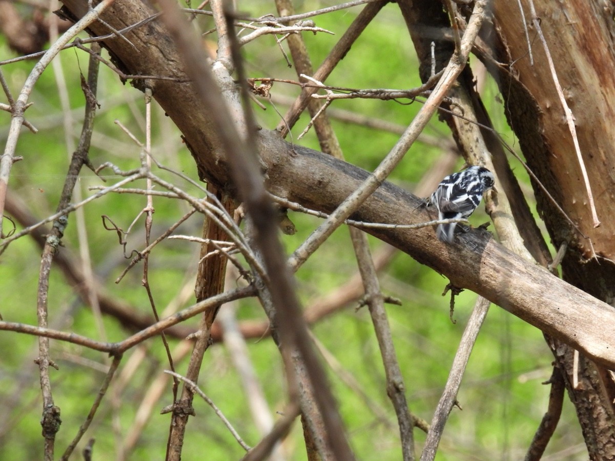 Black-and-white Warbler - ML618058853