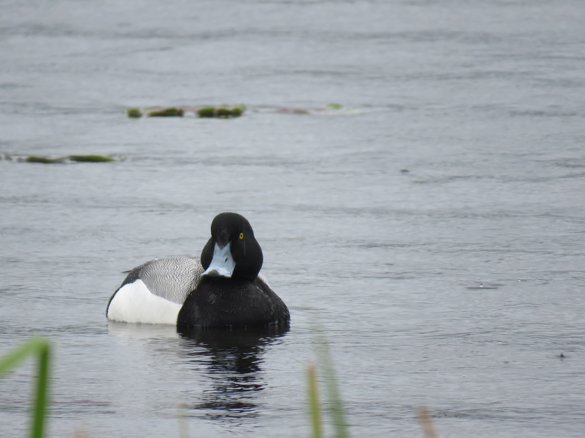 Greater Scaup - ML618058859