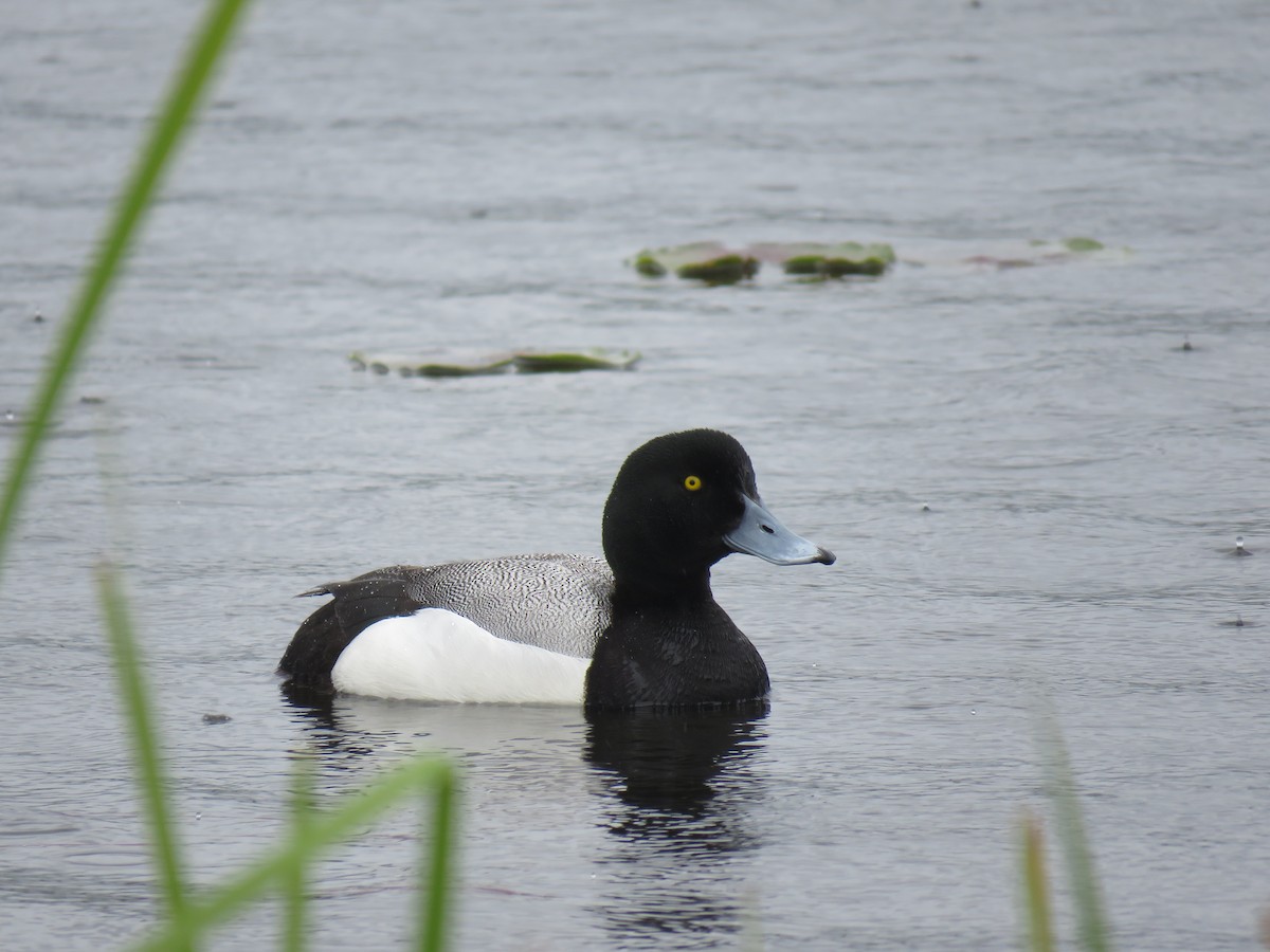 Greater Scaup - ML618058860