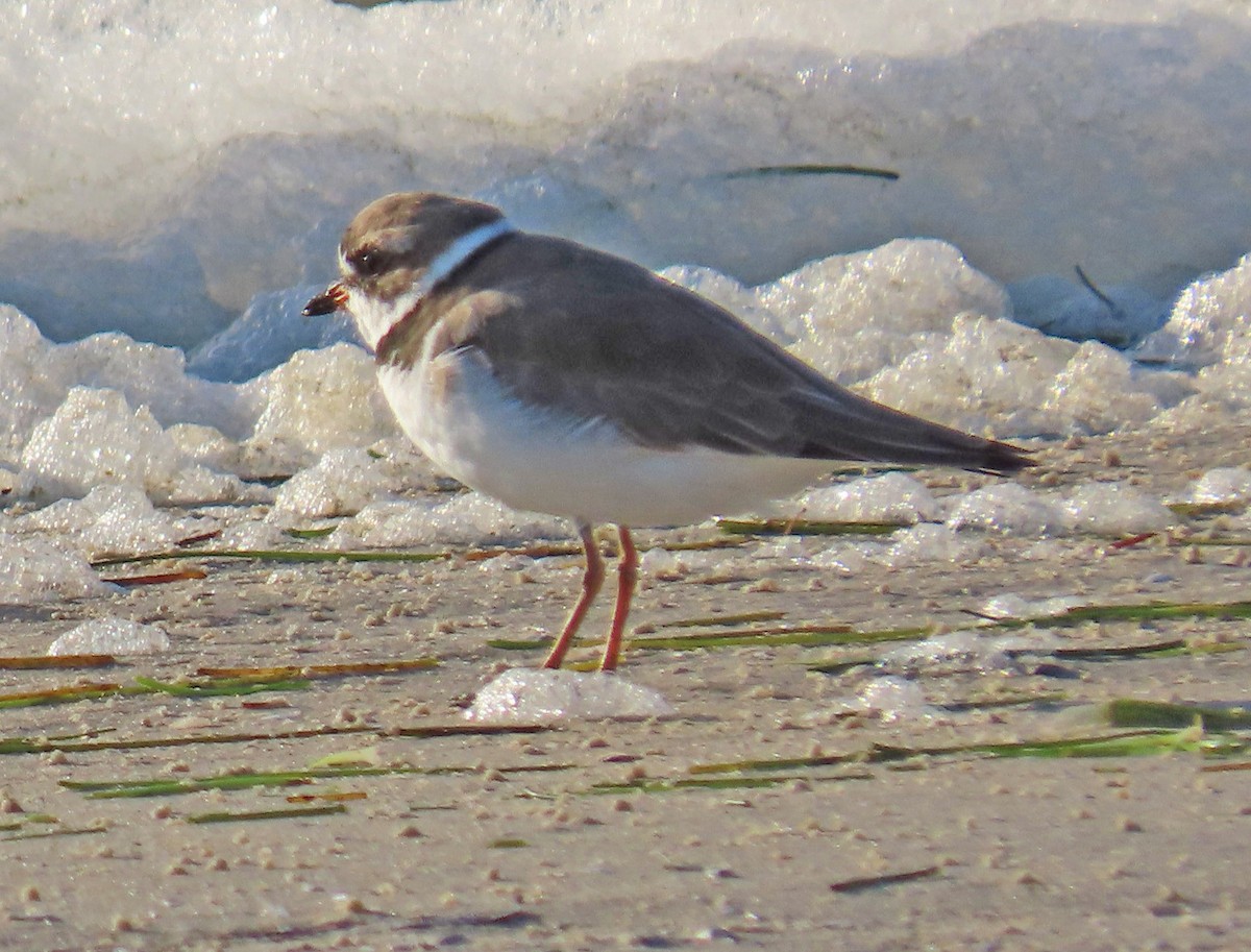 Semipalmated Plover - ML618058864