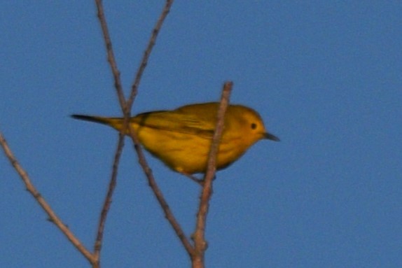 Yellow Warbler - William Harmon