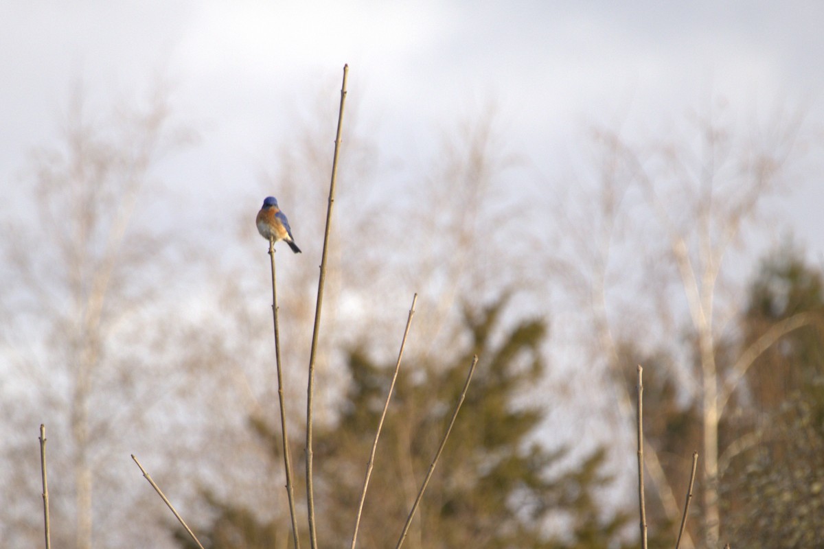 Eastern Bluebird - Ian Wojcik