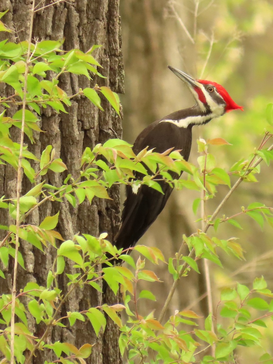 Pileated Woodpecker - Davida Kalina