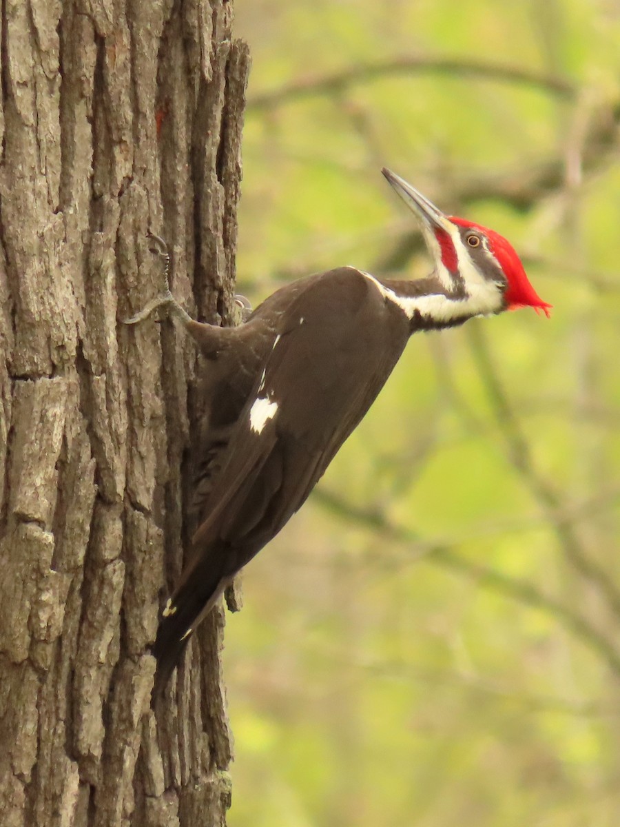 Pileated Woodpecker - ML618058883