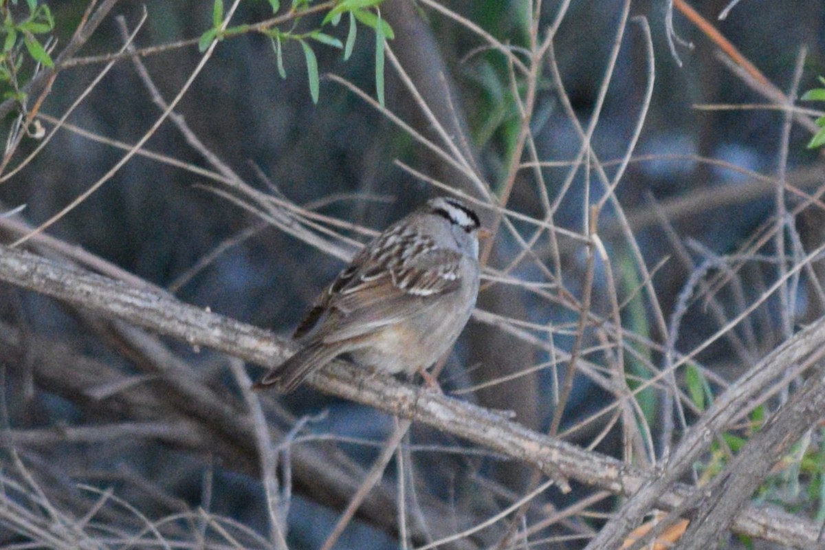 White-crowned Sparrow - ML618058887