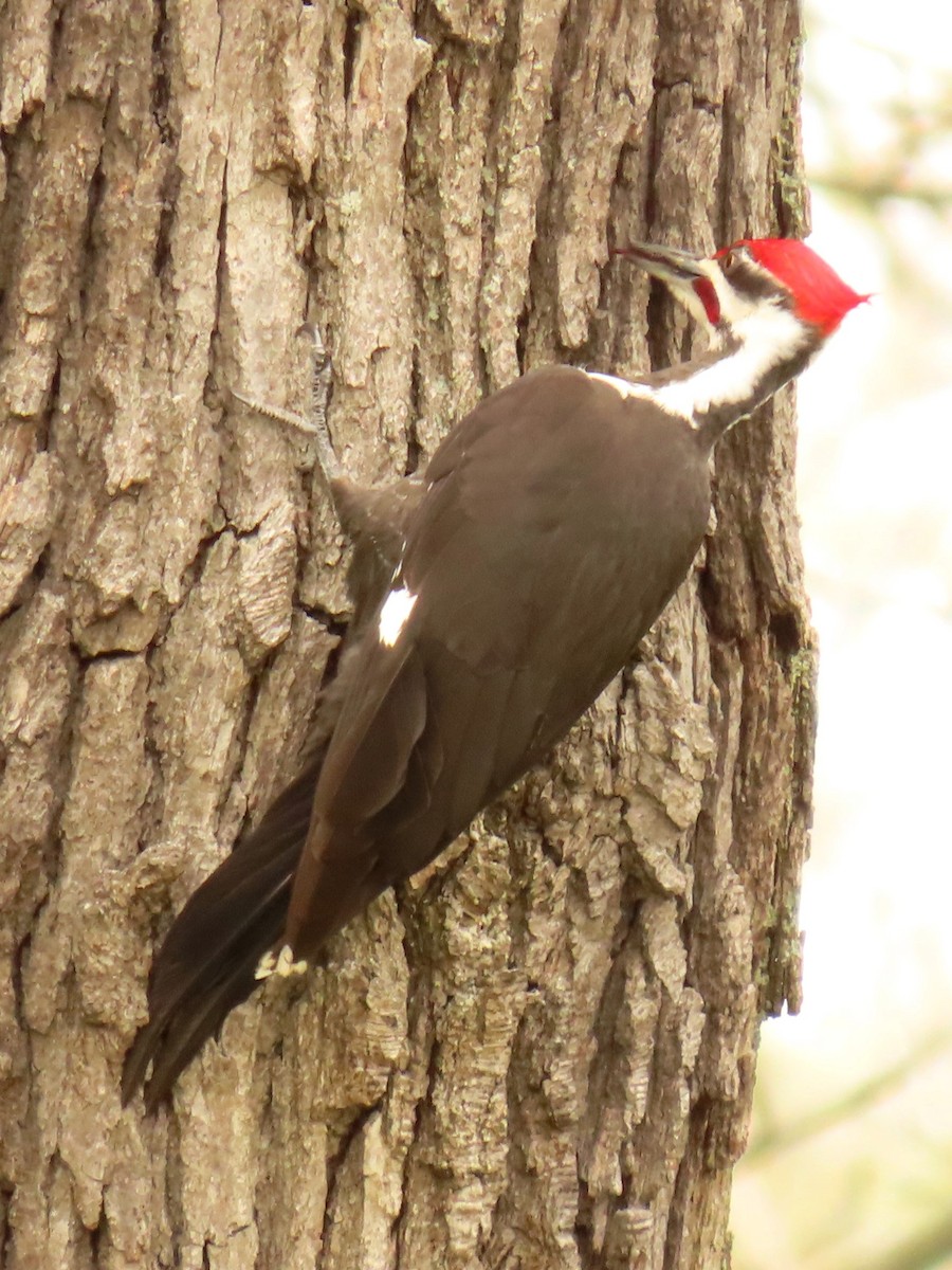 Pileated Woodpecker - Davida Kalina