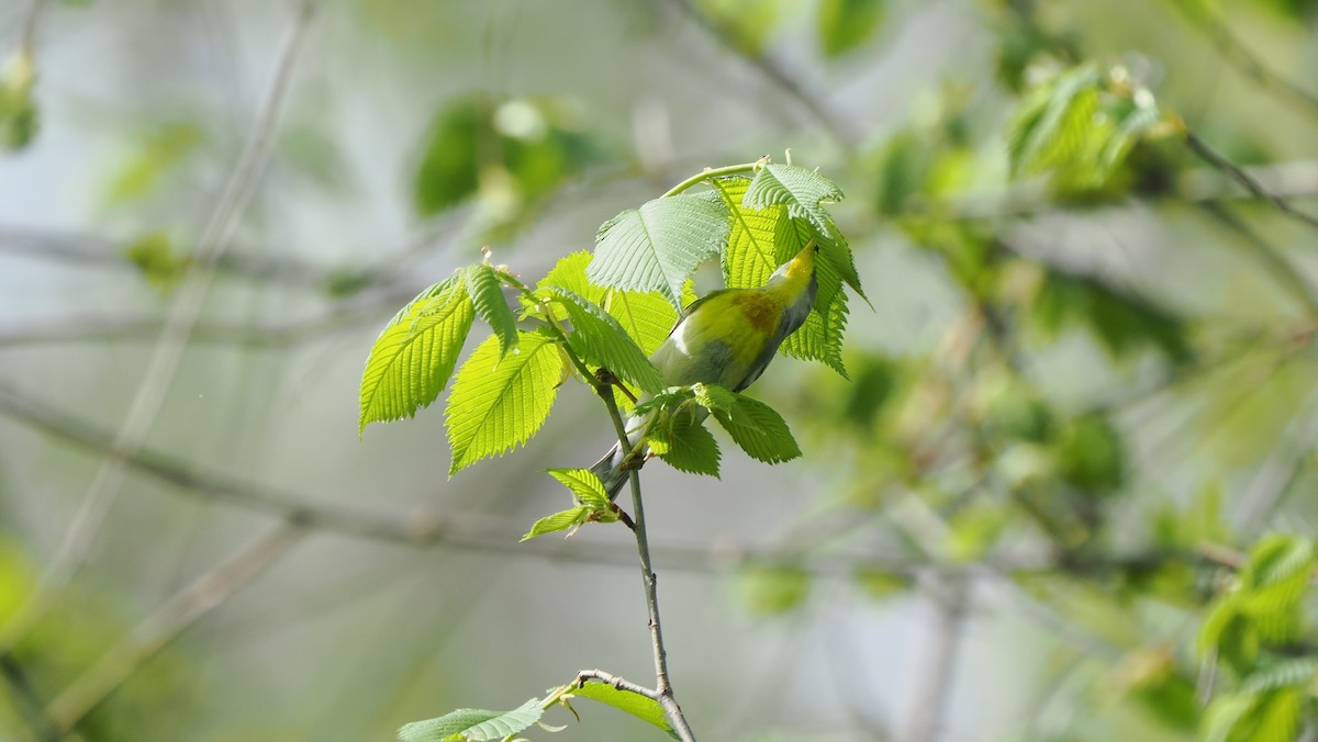 Northern Parula - Mike Grant