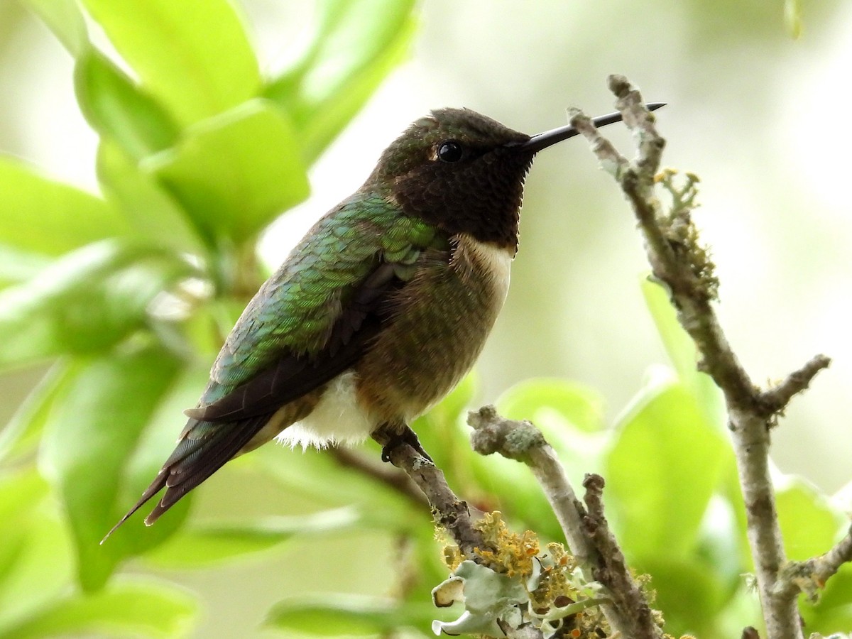 Ruby-throated Hummingbird - Ted Hogg