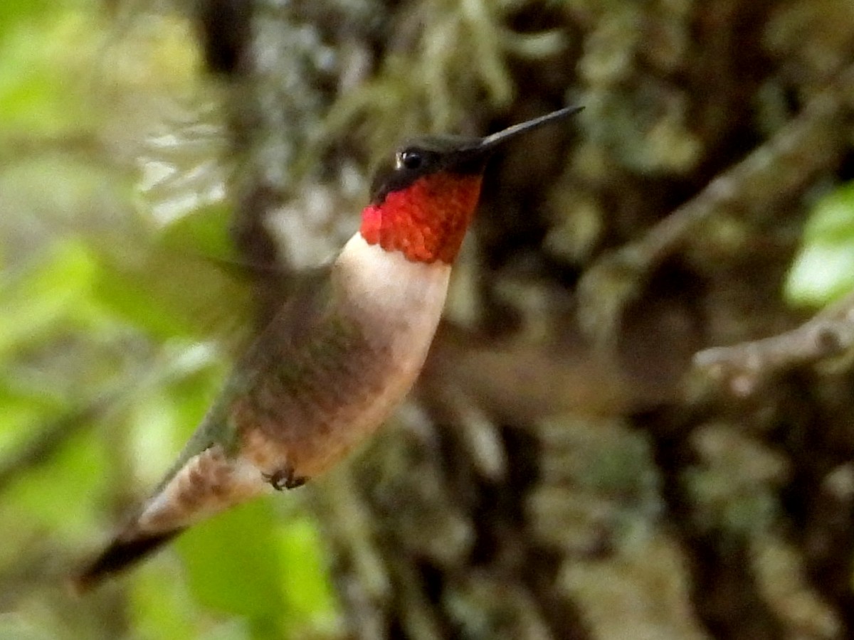 Ruby-throated Hummingbird - Ted Hogg