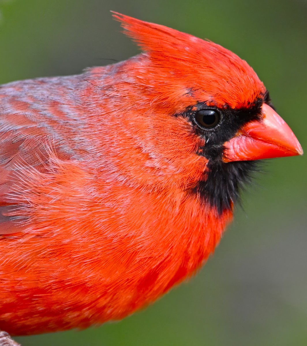 Cardinal rouge - ML618058898