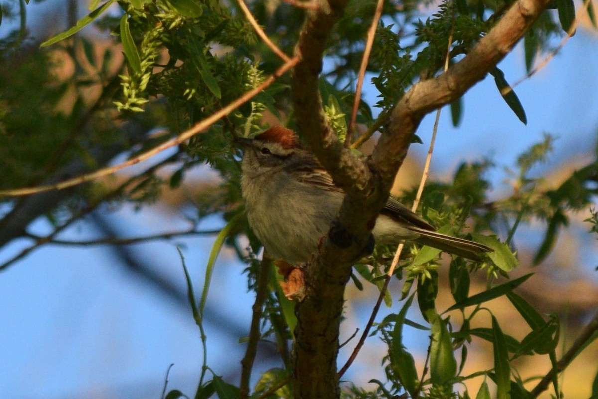Chipping Sparrow - ML618058899