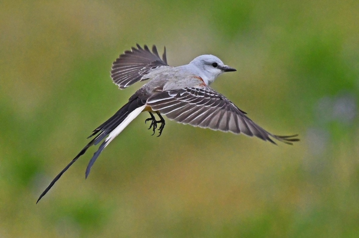 Scissor-tailed Flycatcher - Jeremy Cohen