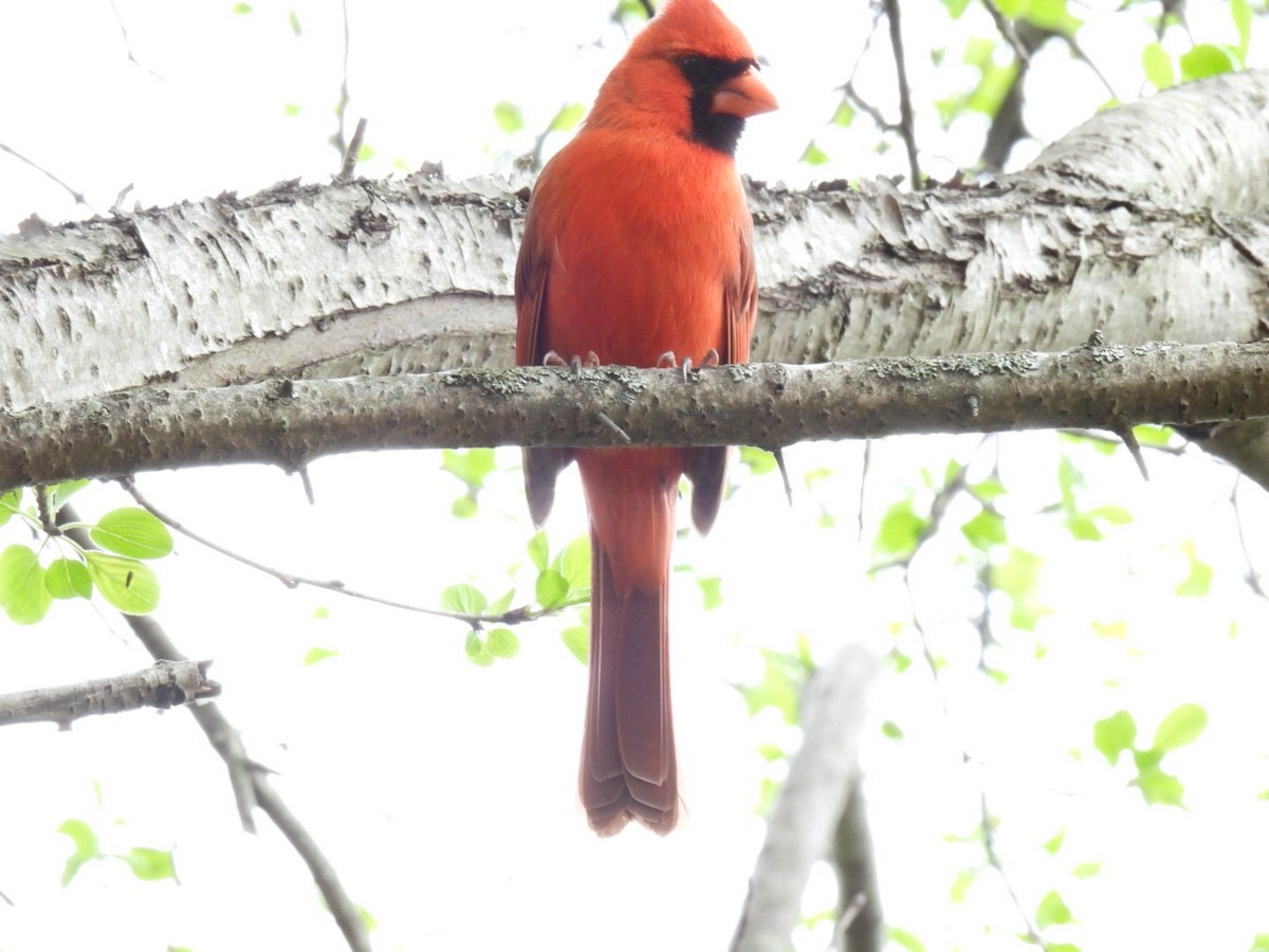 Cardinal rouge - ML618058913