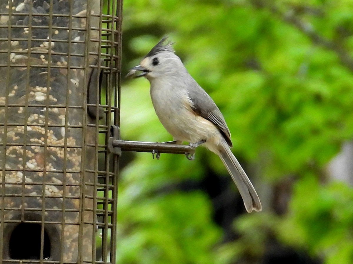 Black-crested Titmouse - Ted Hogg