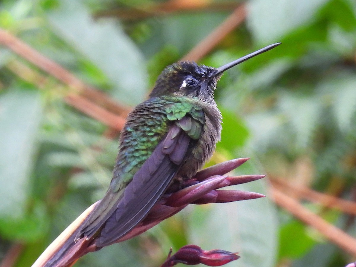 Talamanca Hummingbird - Urs Geiser