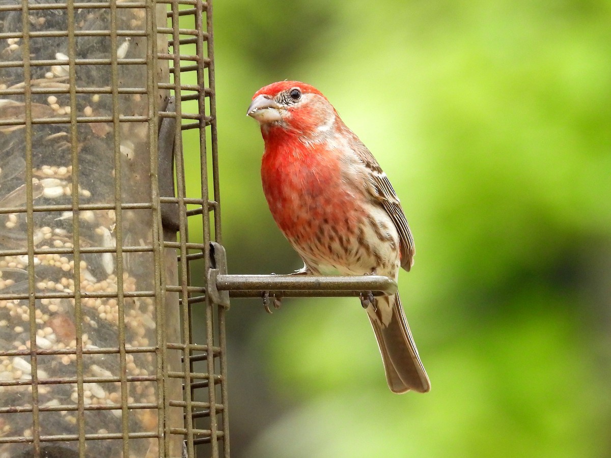 House Finch - Ted Hogg