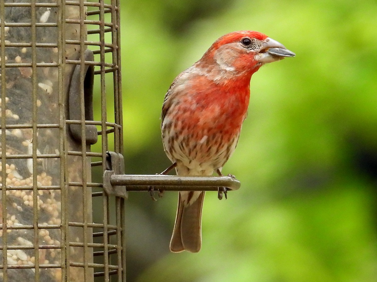 House Finch - Ted Hogg