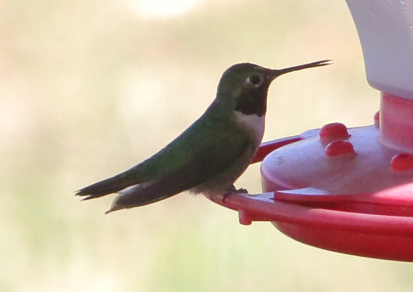 Broad-tailed Hummingbird - Deb Whitecotton