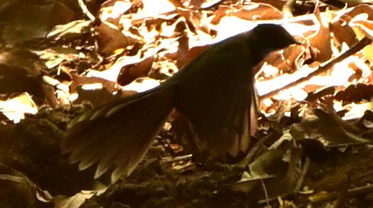Spot-breasted Fantail - ML618058971