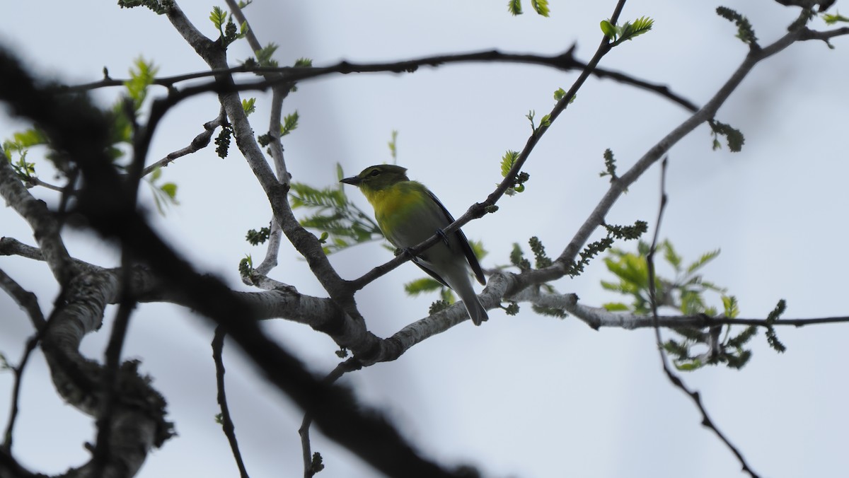 Yellow-throated Vireo - Mike Grant