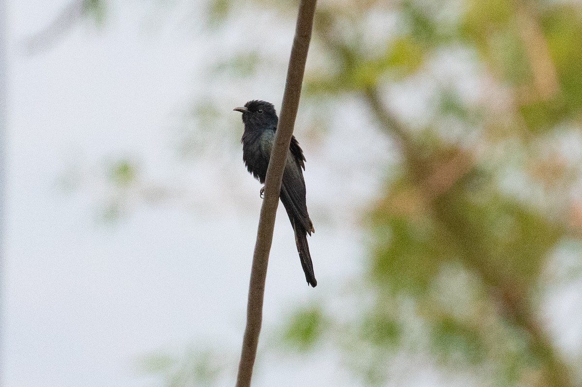 Square-tailed Drongo-Cuckoo - ML618058987