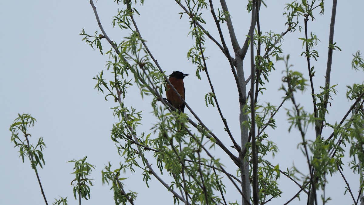 Orchard Oriole - ML618059032