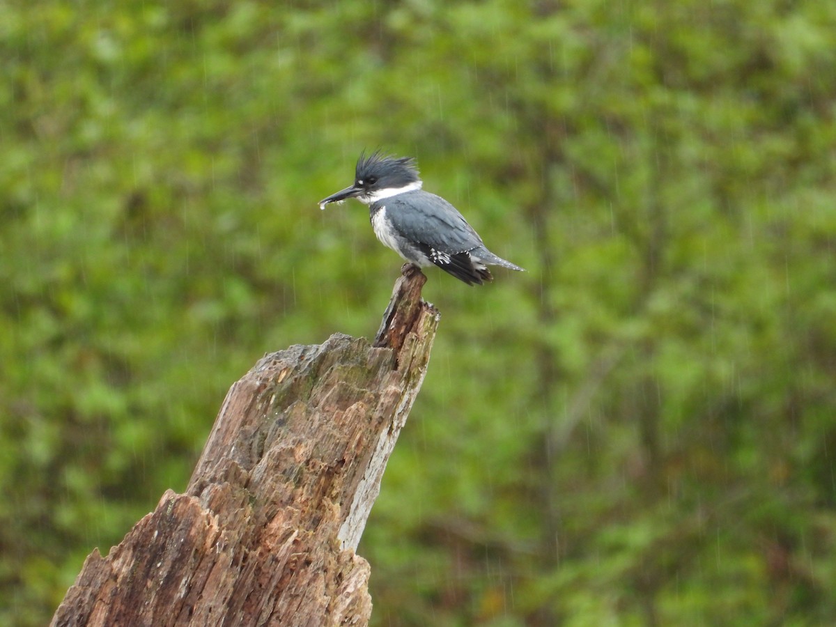 Belted Kingfisher - ML618059037
