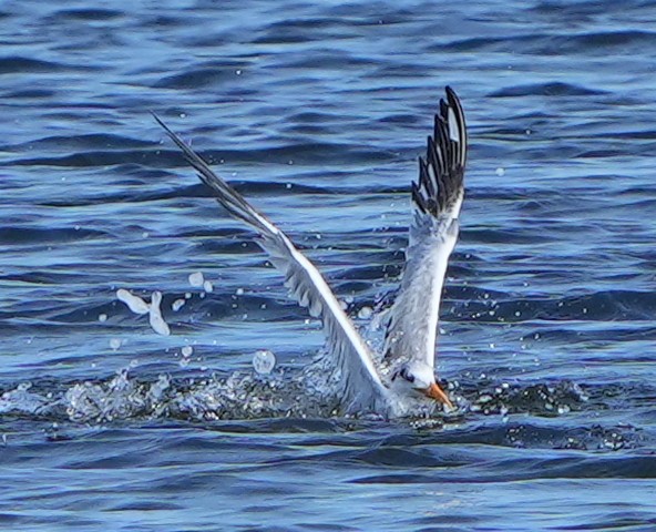 Royal Tern - Dave Bowman