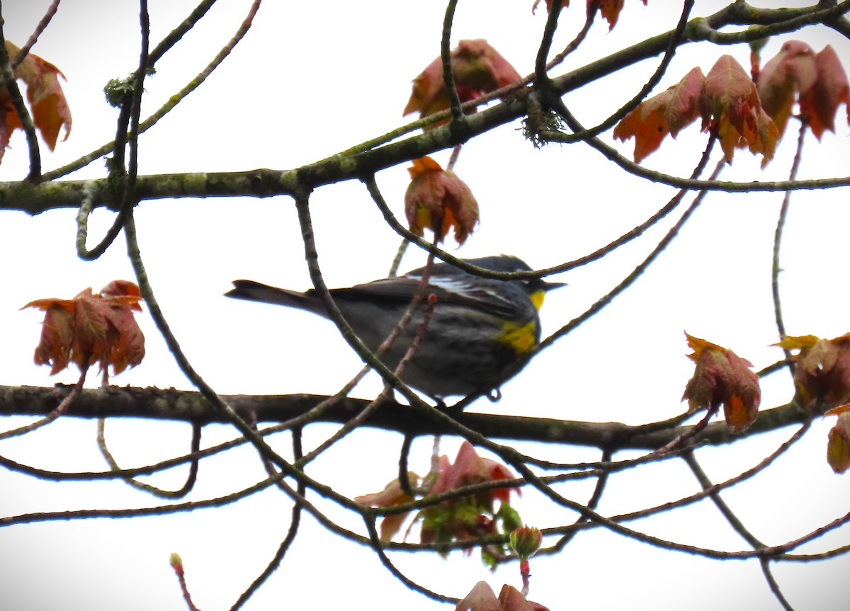Yellow-rumped Warbler (Audubon's) - ML618059042