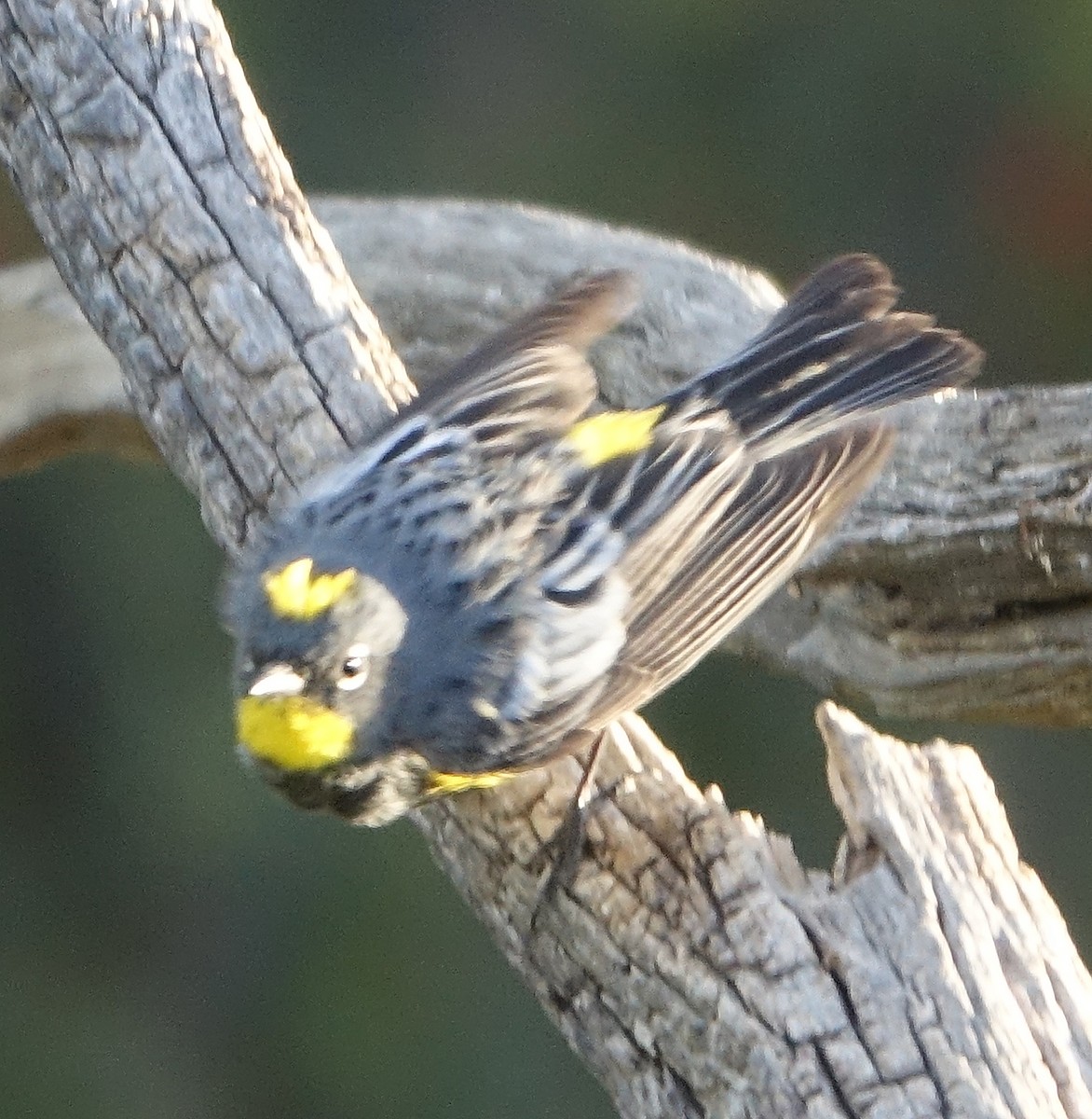 Yellow-rumped Warbler (Audubon's) - Carolyn Ohl, cc