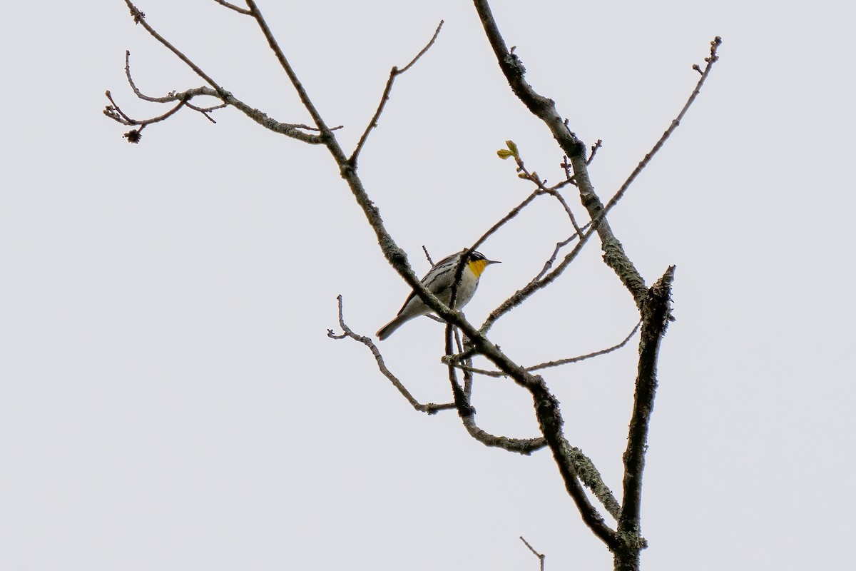 Yellow-throated Warbler - ML618059099