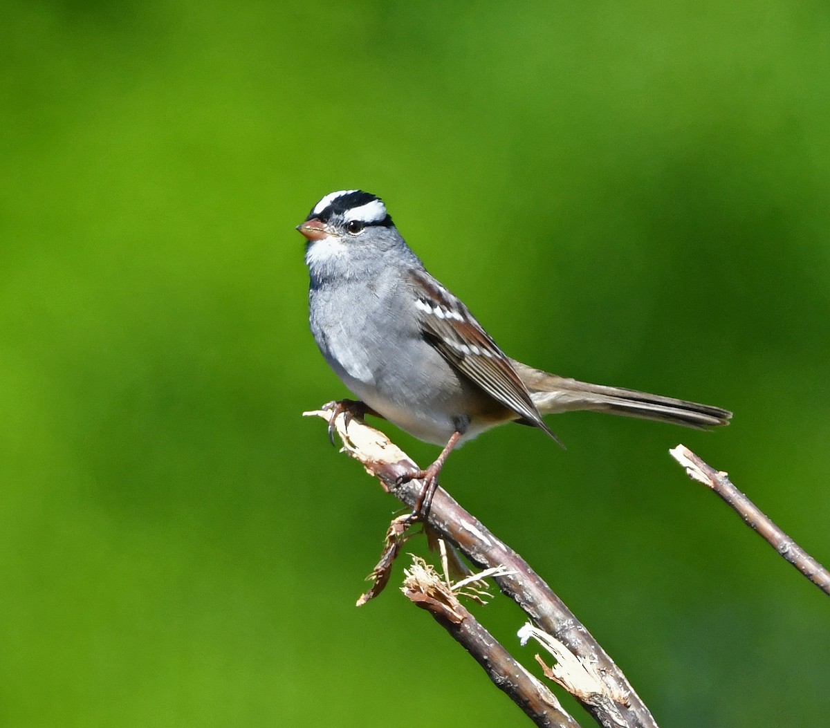 White-crowned Sparrow - ML618059101