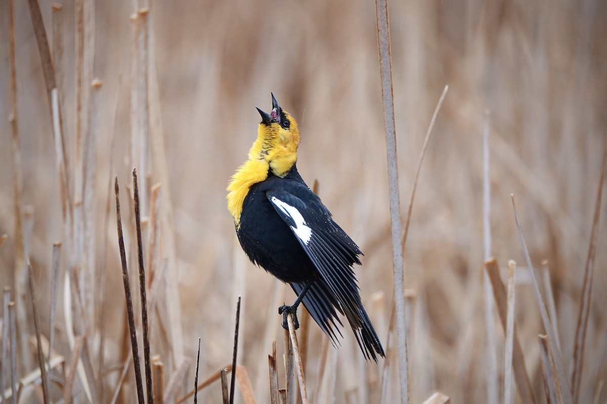 Yellow-headed Blackbird - ML618059110