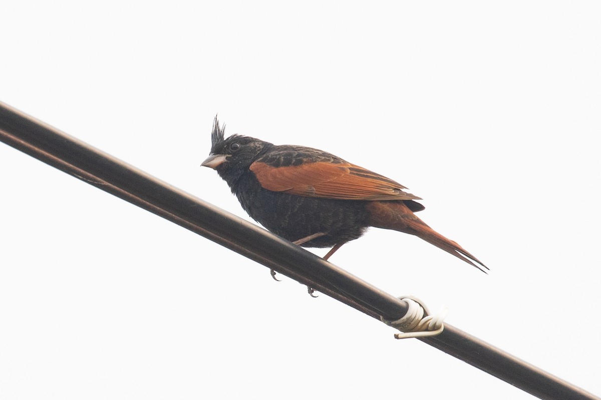 Crested Bunting - ML618059129