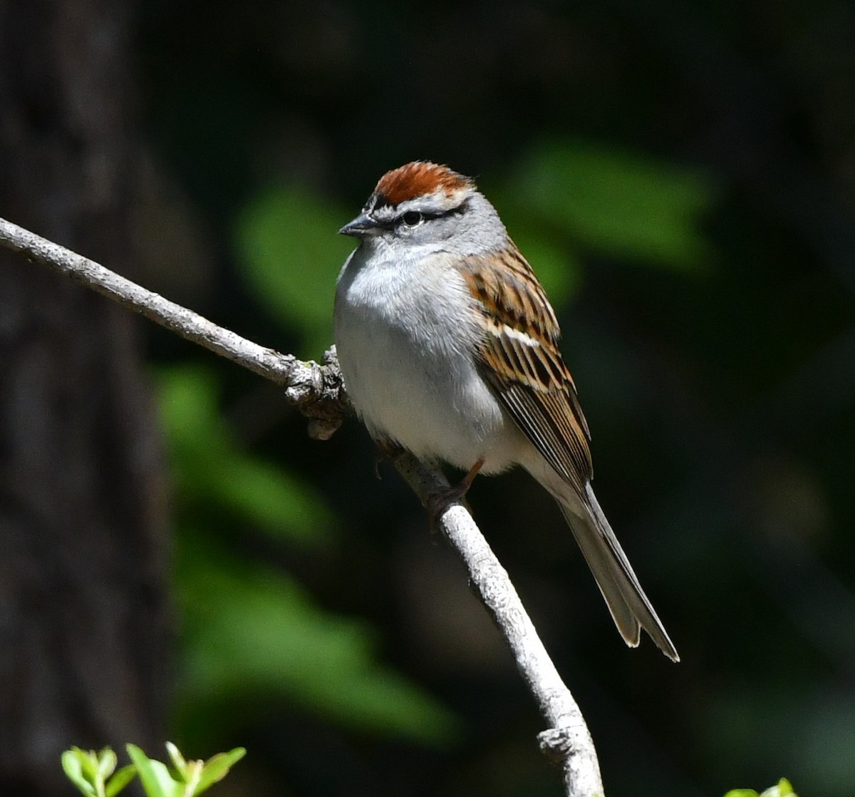 Chipping Sparrow - ML618059131