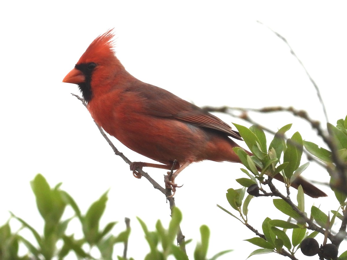 Cardinal rouge - ML618059133