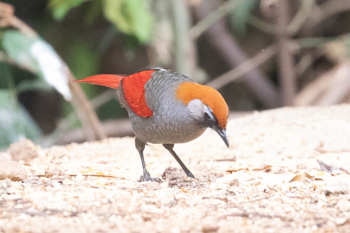 Red-tailed Laughingthrush - ML618059135