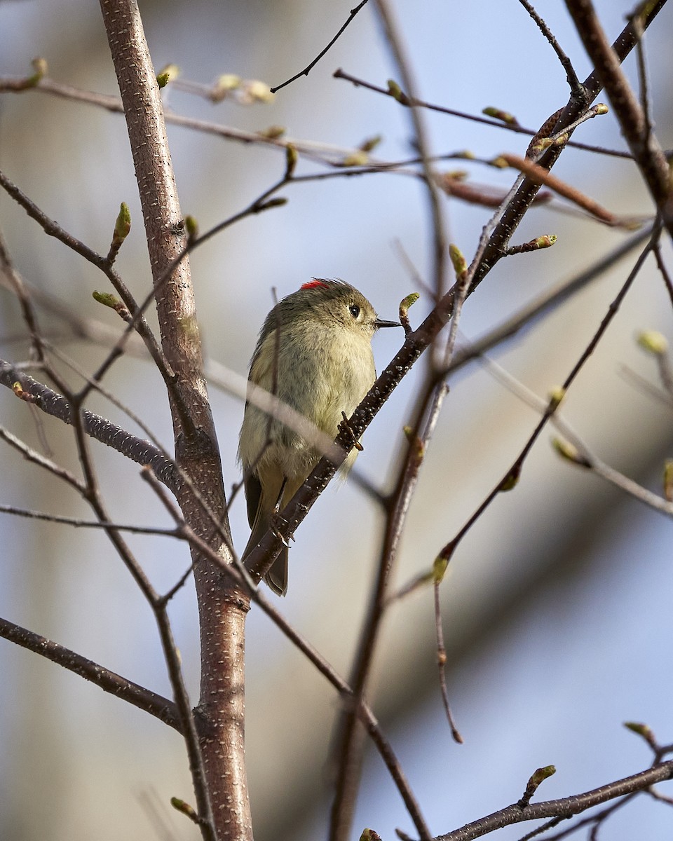 Ruby-crowned Kinglet - Andrew James