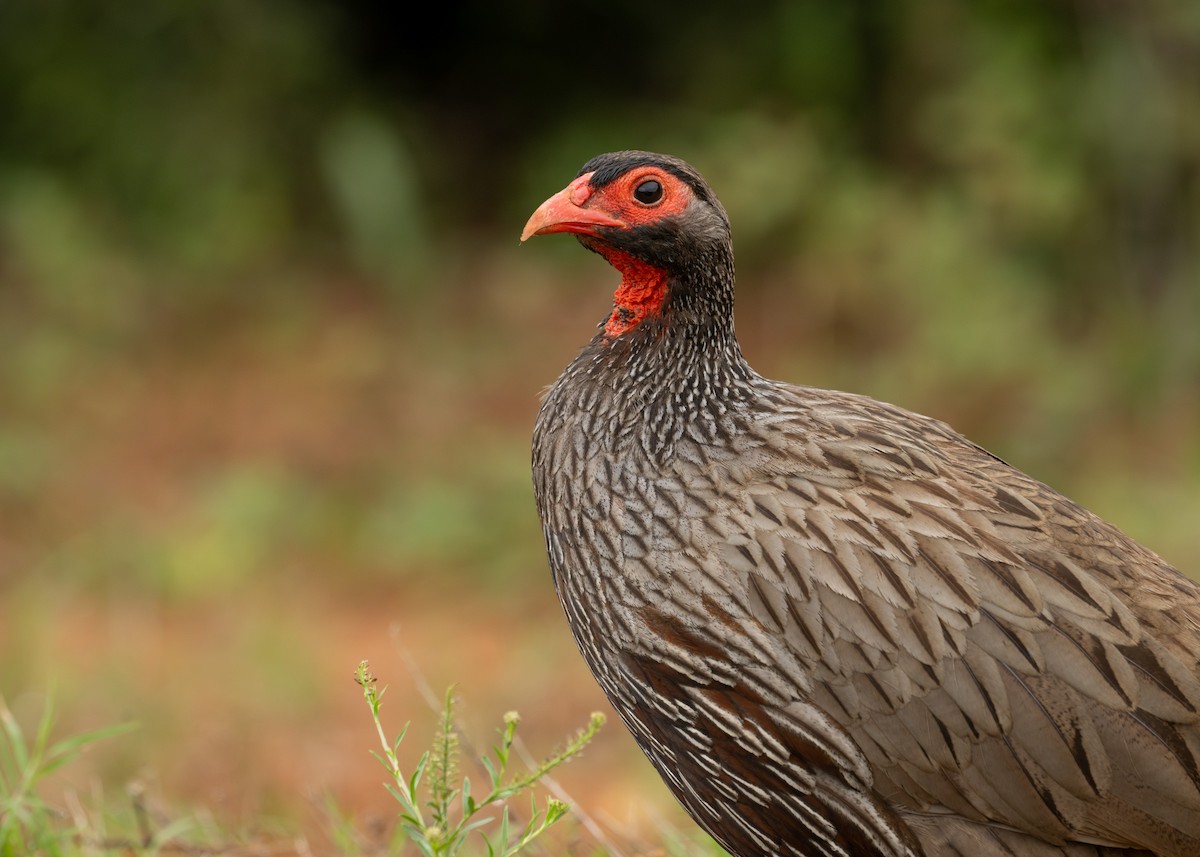 Red-necked Spurfowl - ML618059165