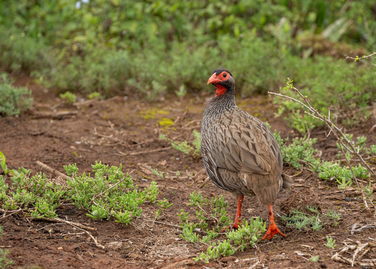 Red-necked Spurfowl - ML618059166