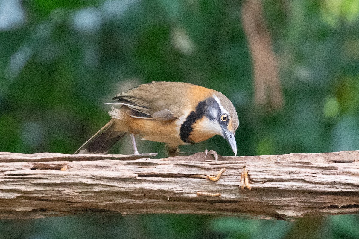 Lesser Necklaced Laughingthrush - ML618059180