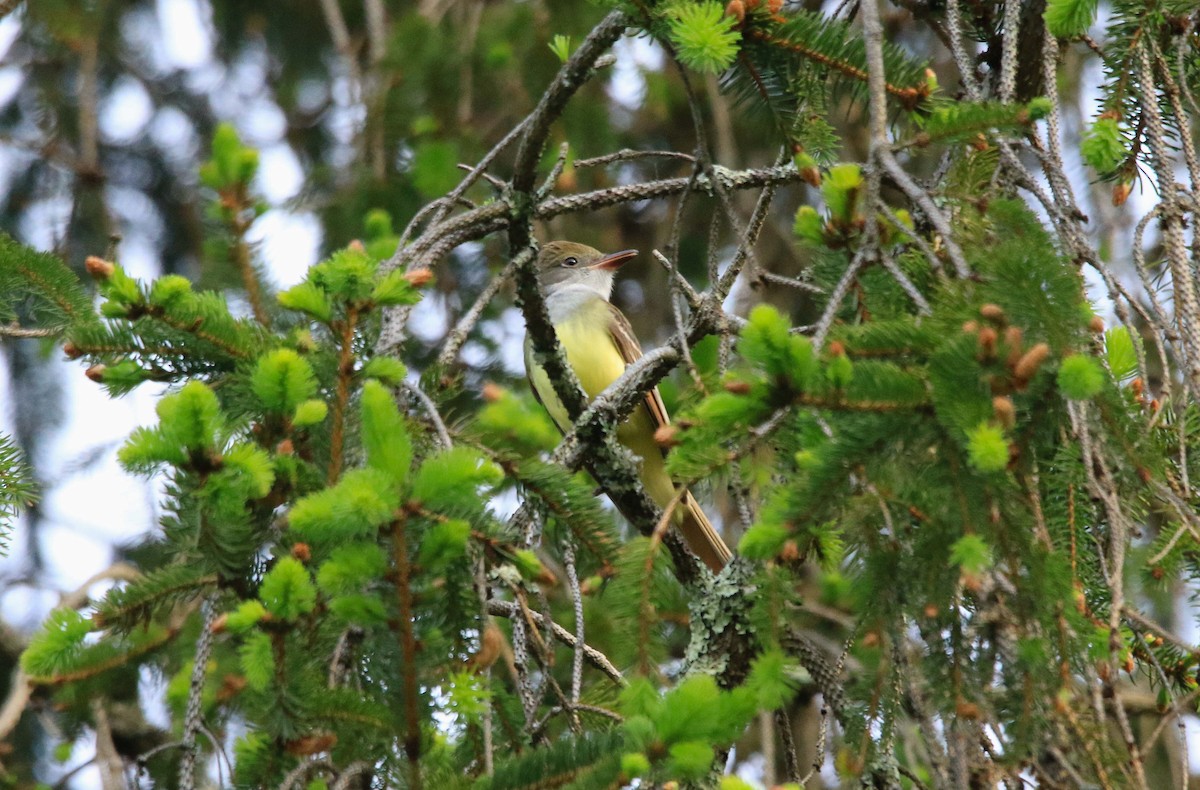 Great Crested Flycatcher - ML618059200