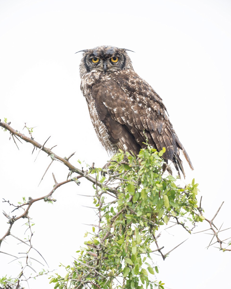 Spotted Eagle-Owl - Heyn de Kock