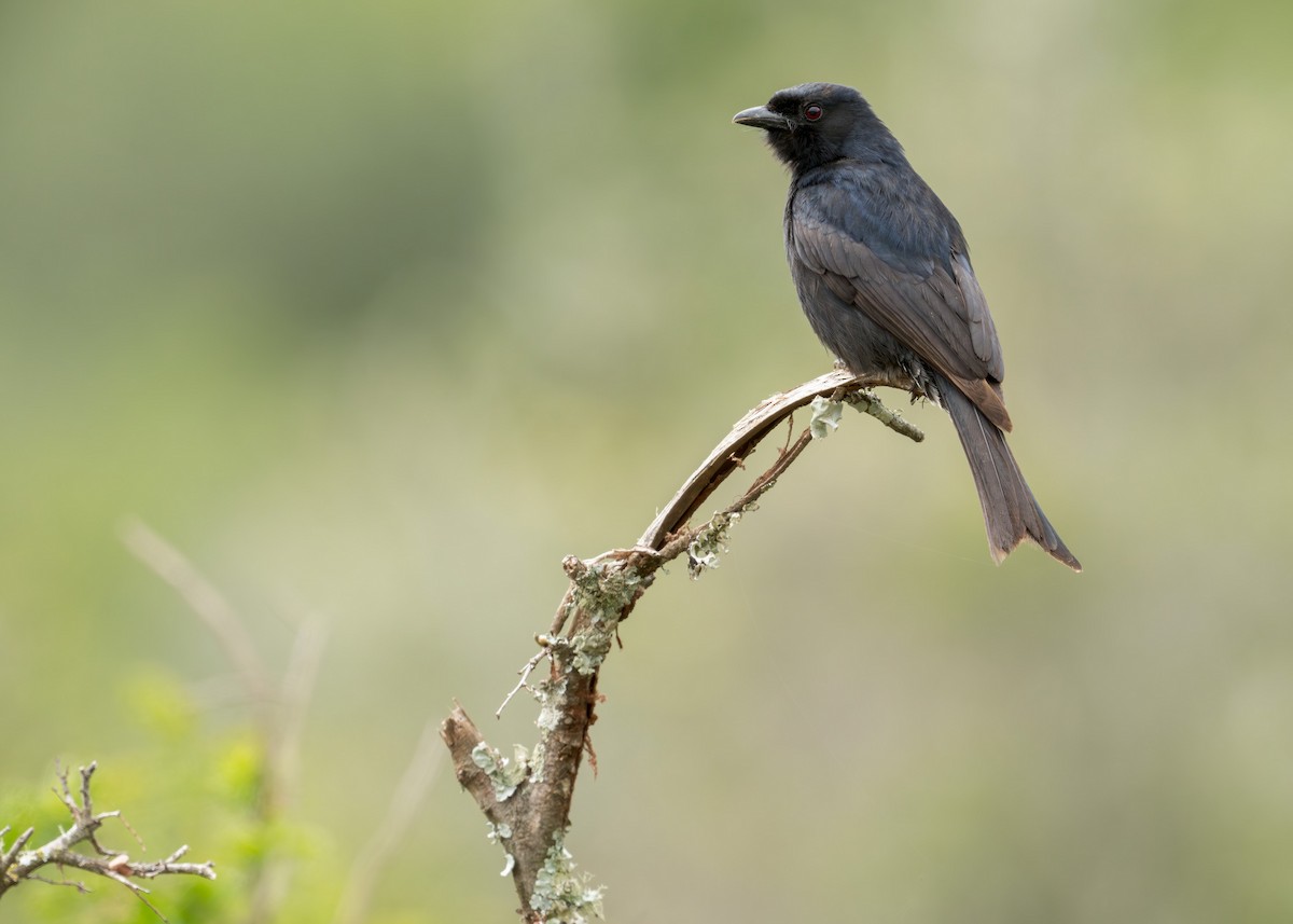 Fork-tailed Drongo - ML618059244