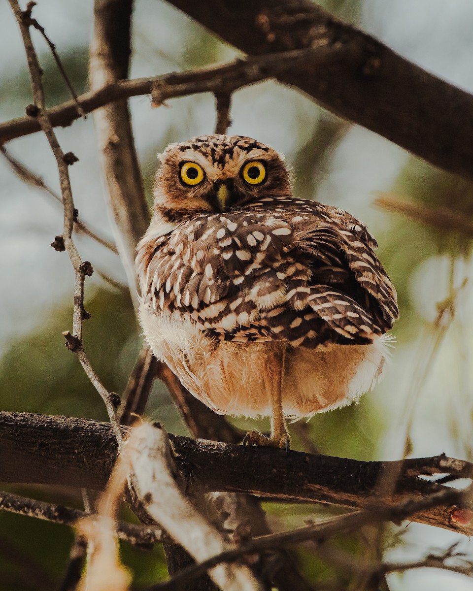 Burrowing Owl - Alexander Hugo Alvia Vilchez