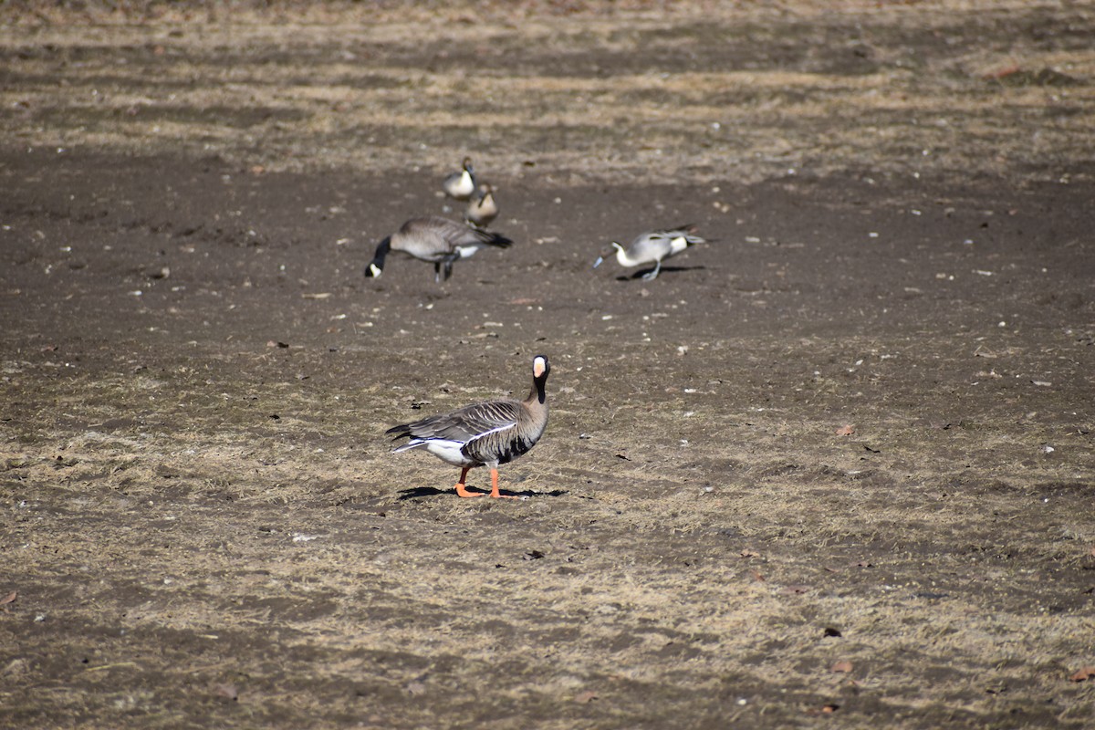 Greater White-fronted Goose - ML618059261