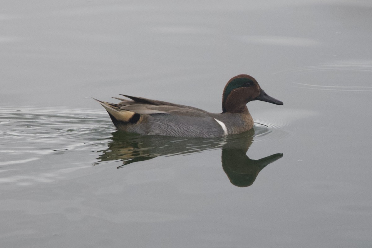 Green-winged Teal - ML618059272